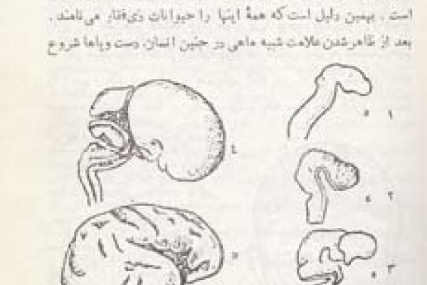 پ‍ی‍دای‍ش‌ ان‍س‍ان‌ و ع‍ق‍ای‍د داروی‍ن‌ (۳۱)